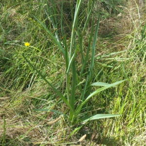 Dianella sp. aff. longifolia (Benambra) at Molonglo River Reserve - 25 Nov 2016 12:14 PM