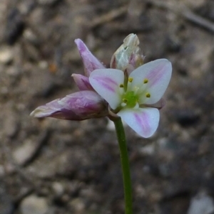 Laxmannia gracilis at Canberra Central, ACT - 25 Nov 2016