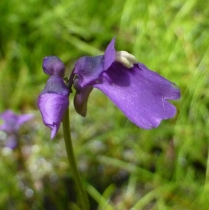 Utricularia dichotoma at Canberra Central, ACT - 20 Nov 2016 12:00 AM