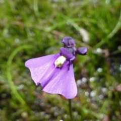 Utricularia dichotoma at Canberra Central, ACT - 20 Nov 2016 12:00 AM