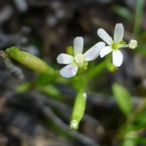 Stylidium despectum at Canberra Central, ACT - 20 Nov 2016 12:00 AM