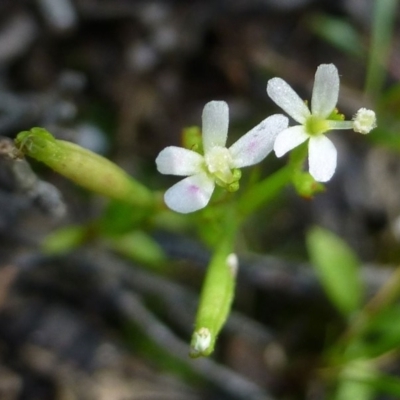 Stylidium despectum (Small Trigger Plant) at Canberra Central, ACT - 20 Nov 2016 by RWPurdie