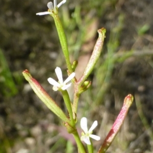 Stylidium despectum at Bruce, ACT - 24 Nov 2016