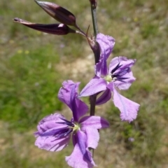 Arthropodium fimbriatum (Nodding Chocolate Lily) at Black Mountain - 24 Nov 2016 by RWPurdie