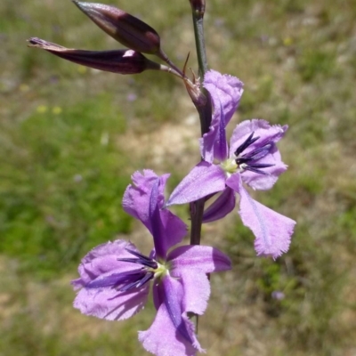 Arthropodium fimbriatum (Nodding Chocolate Lily) at Canberra Central, ACT - 25 Nov 2016 by RWPurdie