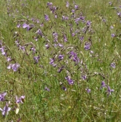 Arthropodium fimbriatum at Canberra Central, ACT - 25 Nov 2016 12:00 AM