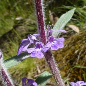 Ajuga australis at Canberra Central, ACT - 25 Nov 2016 12:00 AM