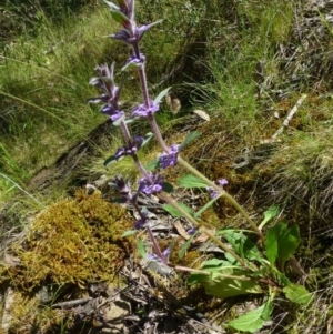 Ajuga australis at Canberra Central, ACT - 25 Nov 2016 12:00 AM