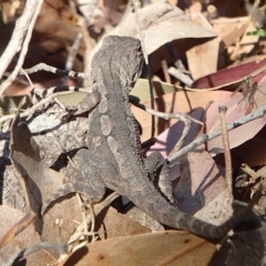 Amphibolurus muricatus (Jacky Lizard) at Four Winds - 11 Nov 2016 by narelle