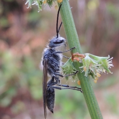 Tiphiidae (family) (Unidentified Smooth flower wasp) at Conder, ACT - 20 Nov 2016 by MichaelBedingfield