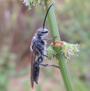 Tiphiidae (family) at Conder, ACT - 20 Nov 2016 07:24 AM