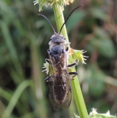 Tiphiidae (family) at Conder, ACT - 20 Nov 2016