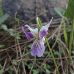 Viola betonicifolia (Mountain Violet) at Greenway, ACT - 21 Nov 2016 by michaelb