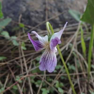 Viola betonicifolia (Mountain Violet) at Pine Island to Point Hut - 21 Nov 2016 by michaelb