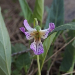 Viola betonicifolia at Greenway, ACT - 21 Nov 2016 07:34 PM