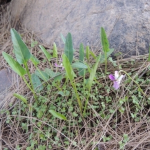 Viola betonicifolia at Greenway, ACT - 21 Nov 2016 07:34 PM