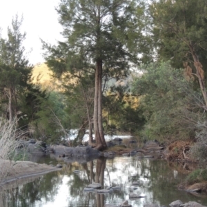 Casuarina cunninghamiana subsp. cunninghamiana at Greenway, ACT - 21 Nov 2016 08:00 PM