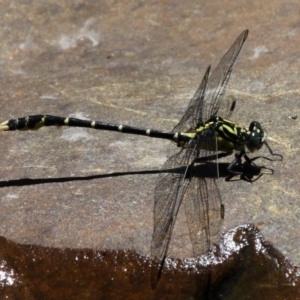 Hemigomphus heteroclytus at Paddys River, ACT - 7 Feb 2016