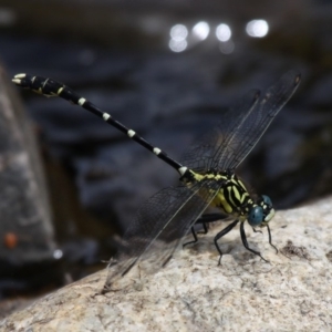 Hemigomphus heteroclytus at Tennent, ACT - 19 Dec 2015 01:45 PM