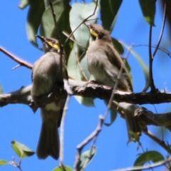 Caligavis chrysops (Yellow-faced Honeyeater) at Brogo, NSW - 16 Jan 2015 by Birdlip1