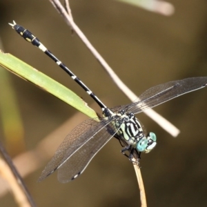 Austrogomphus cornutus at Paddys River, ACT - 20 Feb 2016 03:40 PM