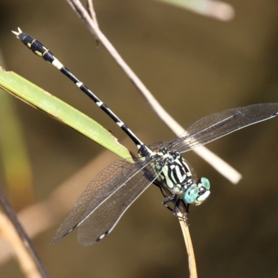 Austrogomphus cornutus (Unicorn Hunter) at Cotter Reserve - 20 Feb 2016 by HarveyPerkins