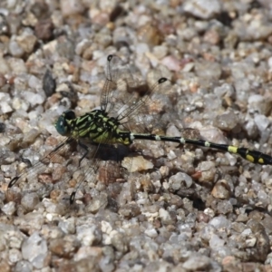 Austrogomphus cornutus at Tennent, ACT - 26 Dec 2014 10:49 AM