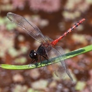 Diplacodes melanopsis at Fyshwick, ACT - 28 Jan 2016 01:17 PM