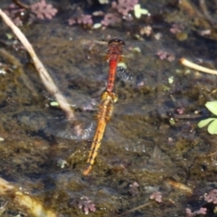 Diplacodes melanopsis (Black-faced Percher) at Campbell, ACT - 13 Mar 2016 by HarveyPerkins