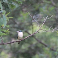 Todiramphus sanctus (Sacred Kingfisher) at Brogo, NSW - 27 Jan 2015 by Birdlip1