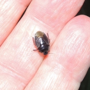 Cydnidae (family) at Greenway, ACT - 21 Nov 2016 08:44 PM