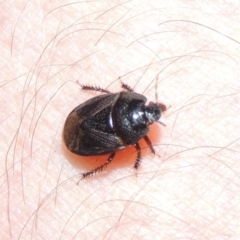 Cydnidae sp. (family) at Greenway, ACT - 21 Nov 2016