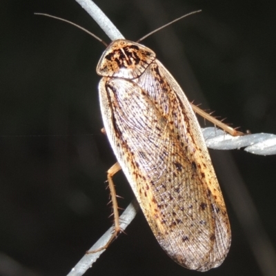 Calolampra sp. (genus) (Bark cockroach) at Pine Island to Point Hut - 21 Nov 2016 by michaelb