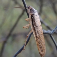 Calolampra sp. (genus) at Greenway, ACT - 21 Nov 2016 08:34 PM