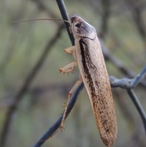 Calolampra sp. (genus) at Greenway, ACT - 21 Nov 2016