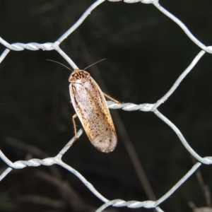 Calolampra sp. (genus) at Greenway, ACT - 21 Nov 2016 08:34 PM