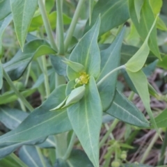 Euphorbia lathyris (Caper Spurge) at Greenway, ACT - 21 Nov 2016 by michaelb