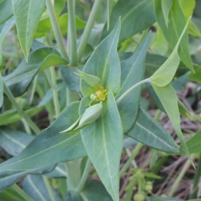 Euphorbia lathyris (Caper Spurge) at Greenway, ACT - 21 Nov 2016 by michaelb