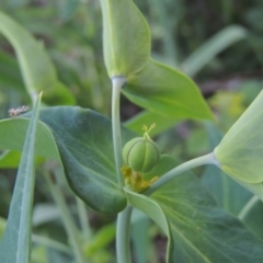 Euphorbia lathyris at Greenway, ACT - 21 Nov 2016
