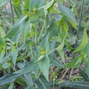 Euphorbia lathyris at Greenway, ACT - 21 Nov 2016