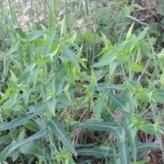 Euphorbia lathyris at Greenway, ACT - 21 Nov 2016