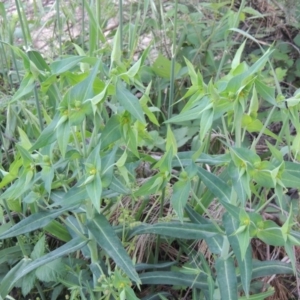 Euphorbia lathyris at Greenway, ACT - 21 Nov 2016