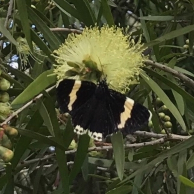 Eutrichopidia latinus (Yellow-banded Day-moth) at Bywong, NSW - 27 Nov 2016 by GrahamR