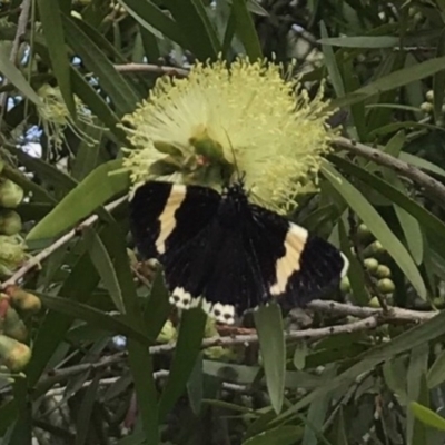 Eutrichopidia latinus (Yellow-banded Day-moth) at Bywong, NSW - 26 Nov 2016 by GrahamR