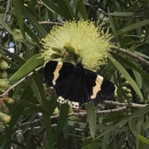 Eutrichopidia latinus at Bywong, NSW - 27 Nov 2016