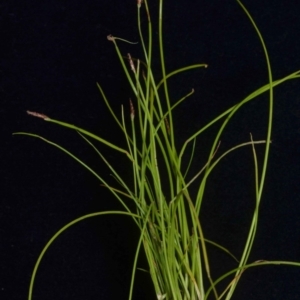 Eleocharis atricha at O'Connor, ACT - 18 Nov 2016 12:00 AM