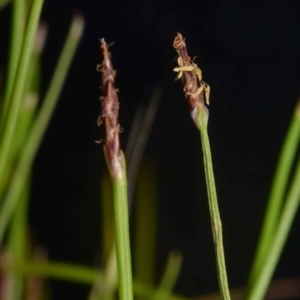 Eleocharis atricha at O'Connor, ACT - 18 Nov 2016