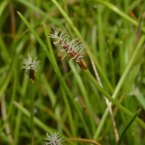 Eleocharis atricha at Bruce, ACT - 20 Nov 2016 12:00 AM