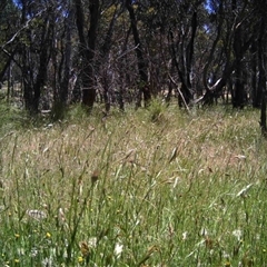 Unidentified at Mulligans Flat - 27 Nov 2016 by MulligansFlat1