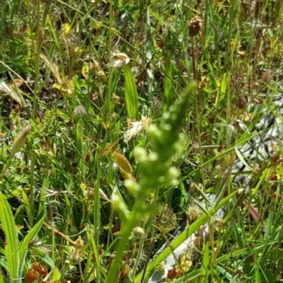 Microtis sp. (Onion Orchid) at Isaacs, ACT - 28 Nov 2016 by Mike